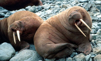 image of arctic_walrus