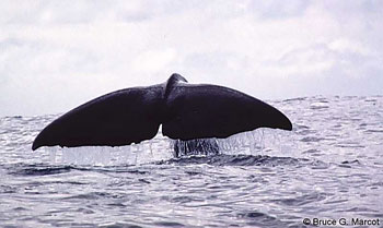 image of sperm_whale_sounding