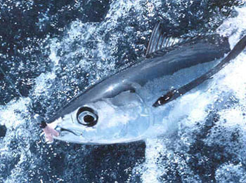 ** Not Found: /note/views/albacore.jpg
