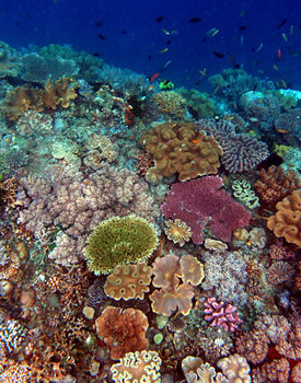 image of coral_reef