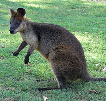 ** Not Found: /note/views/wallaby.jpg